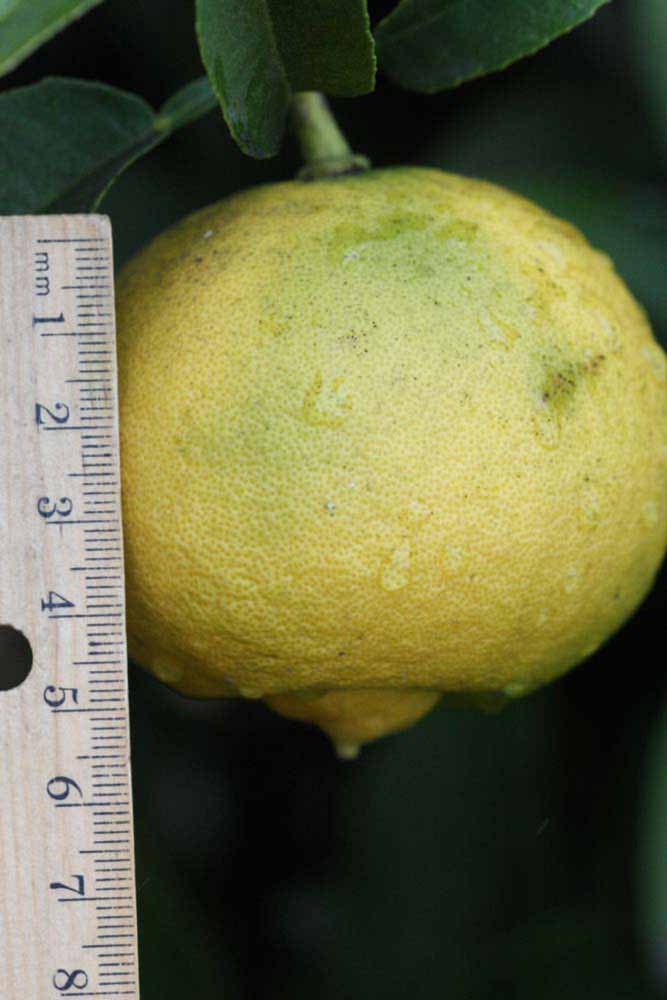              Fruit (Riverside, CA)       